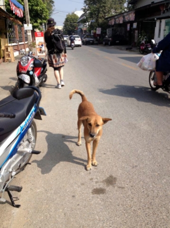Chiang Main koirat eivät olleet ihan niin kirppuisia kuin Hua Hinin rannoilla.